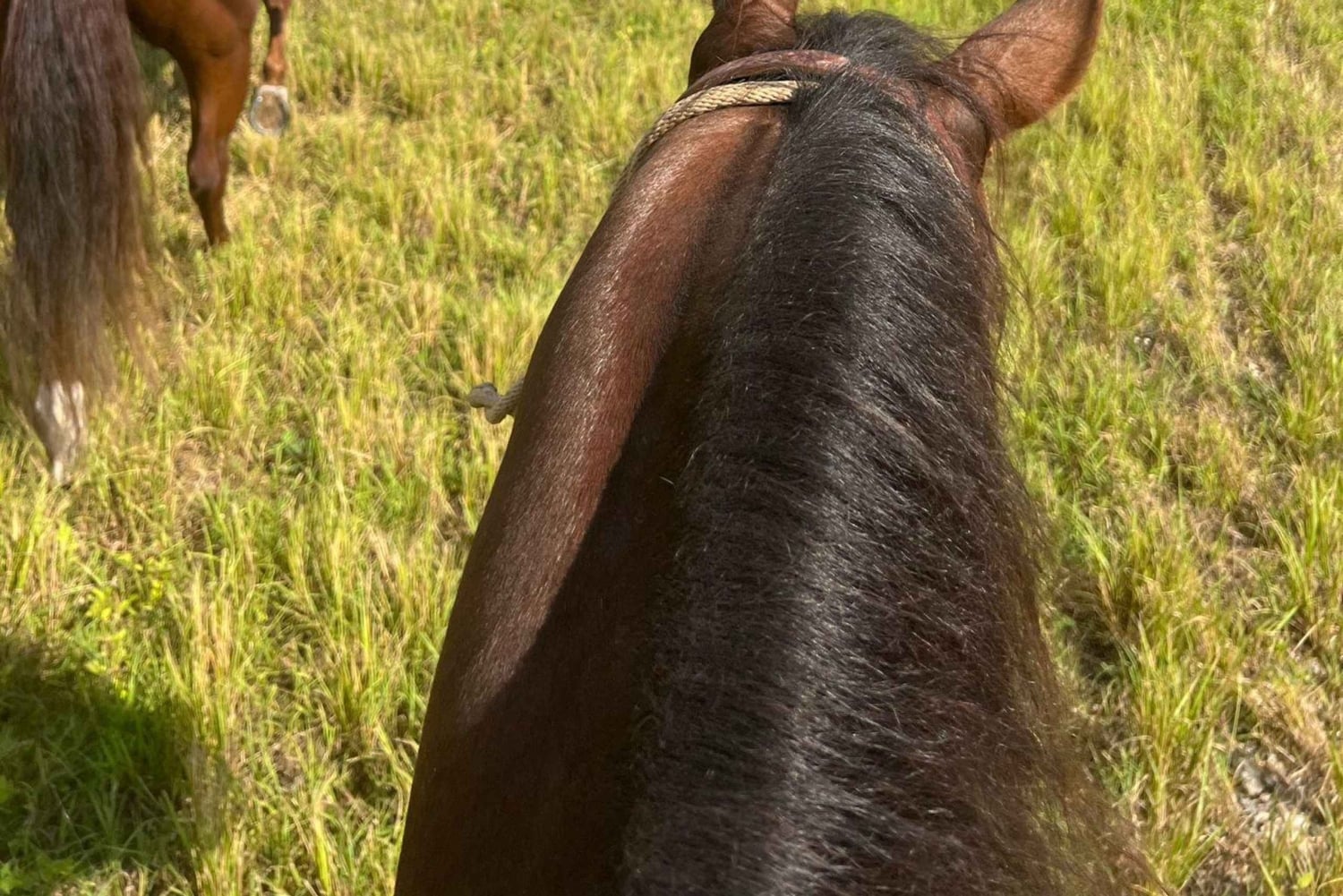 Miami: Excursión guiada a caballo