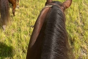 Miami: Excursión guiada a caballo