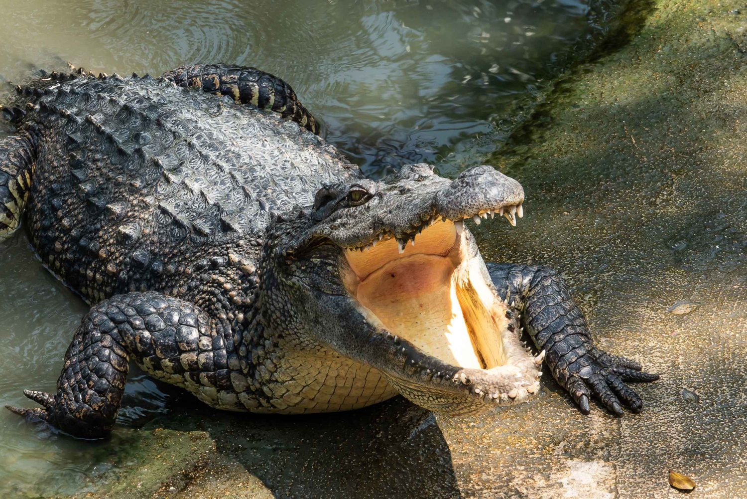 Miami: Half-Day Everglades Tour