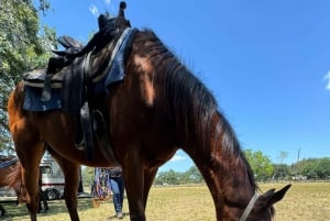 Miami: Horseback Riding in South Beach