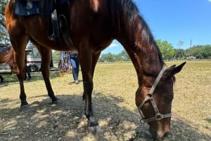 Miami: Horseback Riding in South Beach