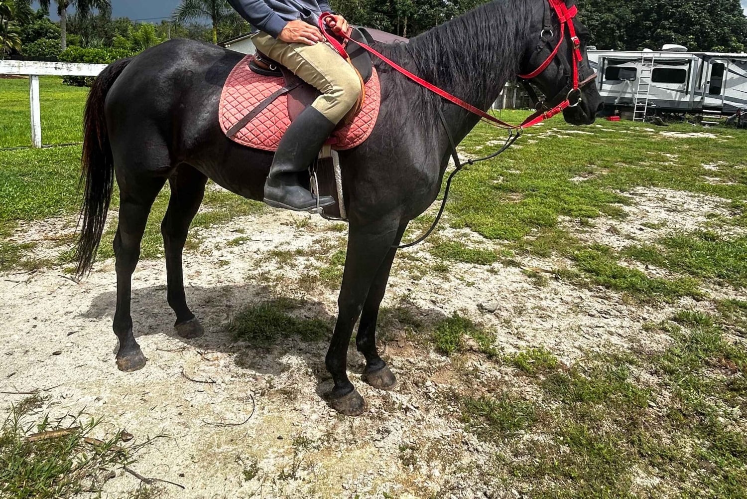 Miami: Horseback Riding Tour with Instructor
