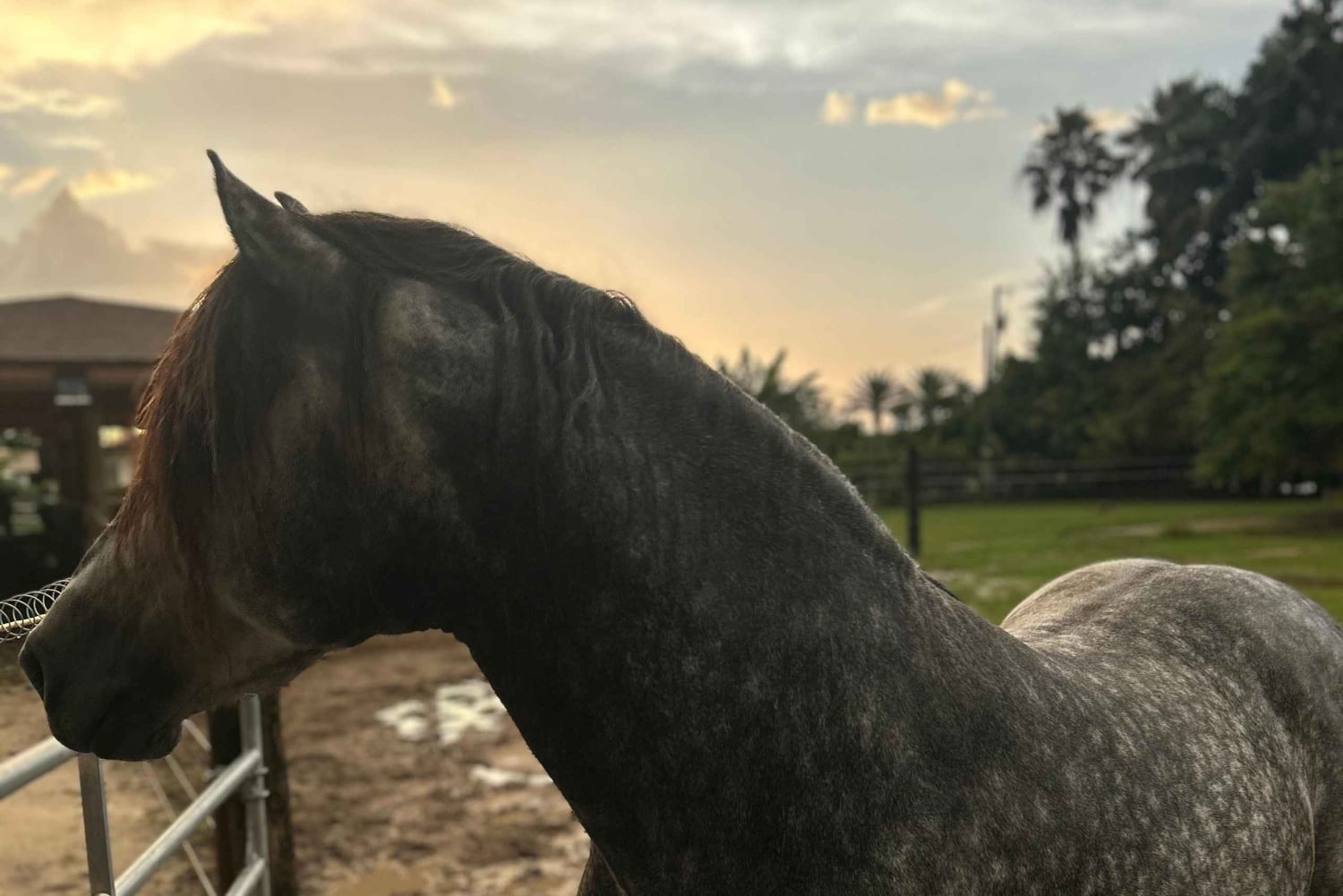 Miami: Horseback Riding Tour with Instructor