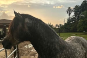 Miami: Horseback Riding Tour with Instructor