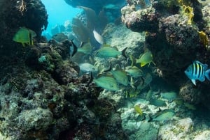 Miami: Key West Boat Tour w/ Optional Snorkeling & Open Bar