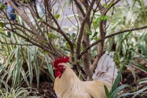 Miami: Little Havana Cuban Food and Culture Walking Tour