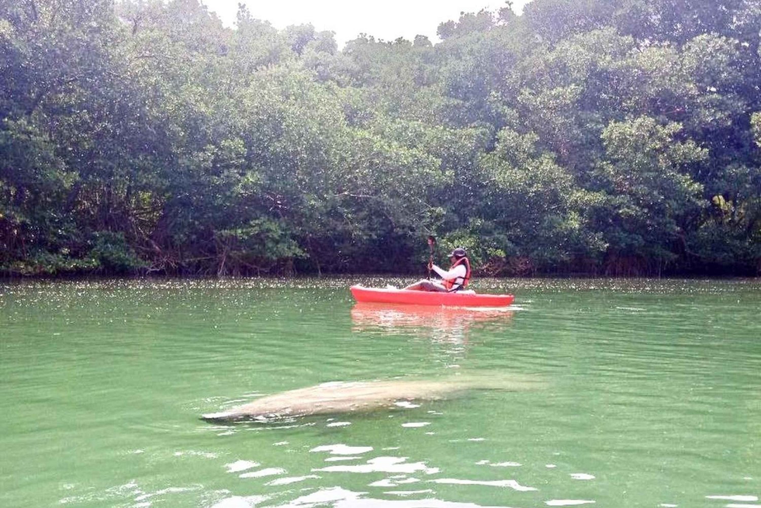 Miami: Paddleboard- eller kajakktur i manatesesongen