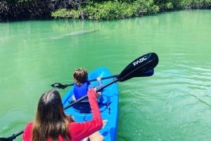 Miami: Manatee Season Paddleboard tai Kayak Tour English: Manatee Season Paddleboard tai Kayak Tour