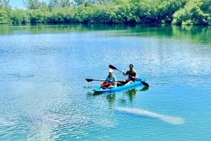 Miami: Paddleboard- eller kajakktur i manatesesongen