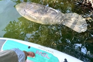 Miami: Manatee Season Paddleboard tai Kayak Tour English: Manatee Season Paddleboard tai Kayak Tour