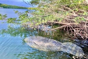 Miami: Manatee Season Paddleboard tai Kayak Tour English: Manatee Season Paddleboard tai Kayak Tour