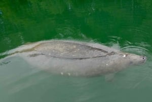 Miami: Manatee Seizoen Paddleboard of Kajak Tour