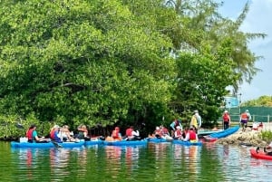 Miami: Manatee Seizoen Paddleboard of Kajak Tour