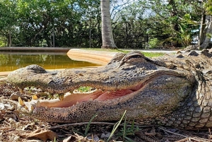 Miami: originele moerasboottour door de Everglades en alligatortentoonstelling