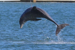 Miami: Omvisning med båt og sandbanetur Alt inkludert