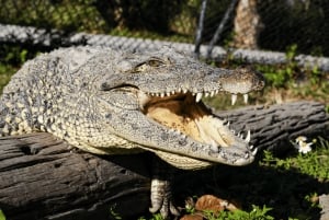 Visite citadine premium de Miami avec balade en hydroglisseur dans les Everglades