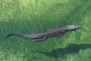 Miami Premium-Stadttour mit Everglades-Airboat-Upgrade