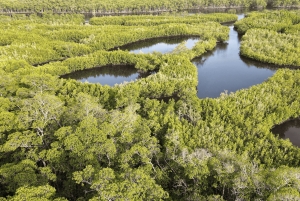 Tour prémium de la ciudad de Miami con mejora a un paseo en hidrodeslizador por los Everglades