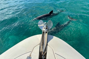 Miami: ekskluzywna wycieczka prywatna rejsem wycieczkowym z przewodnikiem