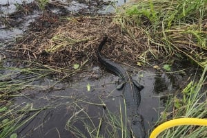 Miami: Everglades Eco Tour ylellisellä kuljetuksella