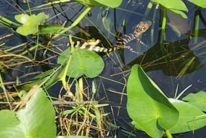 Miami: Everglades Eco Tour ylellisellä kuljetuksella