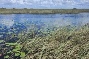 Miami: Everglades Eco Tour ylellisellä kuljetuksella