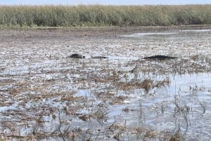 Miami: Visita privada a los Everglades en francés en un Mustang descapotable