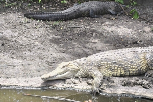 Miami: Visita privada a los Everglades en francés en un Mustang descapotable