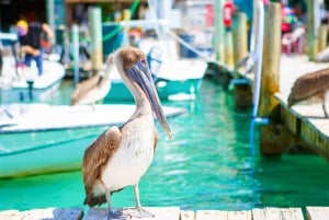 Miami : Le combo Robbie's Island Escape et Sightseeing Cruise (croisière touristique)