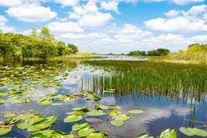 Miami: tour espresso per piccoli gruppi delle Everglades con giro in idroscivolante