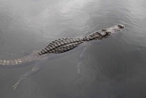 Miami: Mała grupa Everglades Express Tour z Airboat Ride