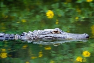 Miami: tour espresso per piccoli gruppi delle Everglades con giro in idroscivolante