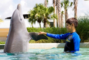 Miami: Swim with Dolphins Experience with Seaquarium Entry