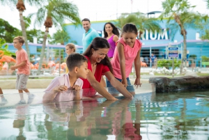 Miami: Swim with Dolphins Experience with Seaquarium Entry