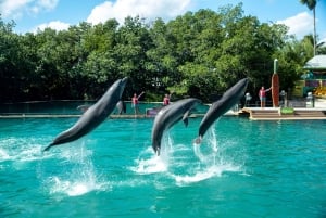 Miami: Schwimmen mit Delfinen mit Eintritt ins Seaquarium