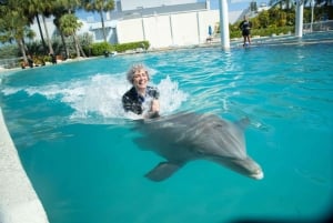 Miami: Simma med delfiner med inträde till Seaquarium