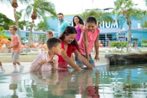 Miami: Pływanie z delfinami z wejściem do Seaquarium