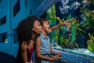 Miami: Experiencia de Nado con Delfines con Entrada al Seaquarium