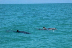 Shuttle von Miami nach Key West: Delfin, Schnorcheln & mehr