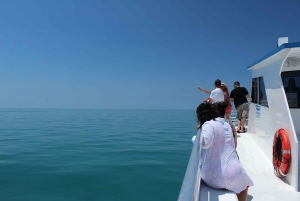 Traslado de Miami a Cayo Hueso: Delfines, snorkel y más