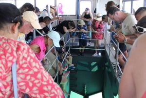 Miami naar Key West Shuttle: Dolfijn, snorkelen & meer