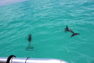 Traslado de Miami a Cayo Hueso: Delfines, snorkel y más