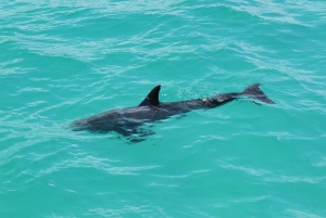Traslado de Miami a Cayo Hueso: Delfines, snorkel y más