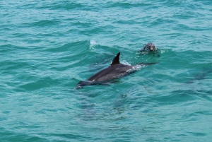 Traslado de Miami a Cayo Hueso: Delfines, snorkel y más