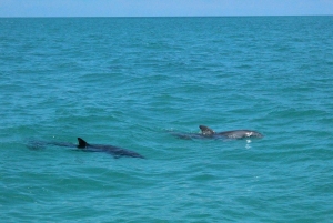 Traslado de Miami a Cayo Hueso: Delfines, snorkel y más