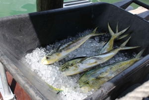 Traslado de Miami a Cayo Hueso: Delfines, snorkel y más