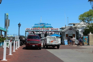 Traslado de Miami a Cayo Hueso: Delfines, snorkel y más