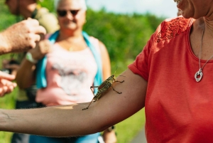 Miamista: Everglades Airboat Ride and Nature Walk (ilmaveneajelu ja luontokävely)