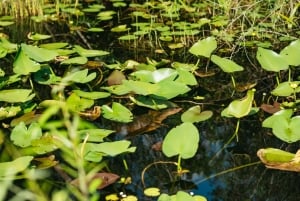 Depuis Miami : Promenade en canot pneumatique dans les Everglades et marche dans la nature