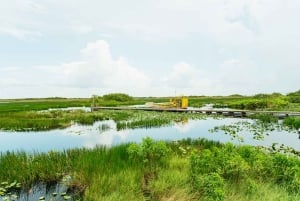 Miamista: Everglades Airboat Ride and Nature Walk (ilmaveneajelu ja luontokävely)
